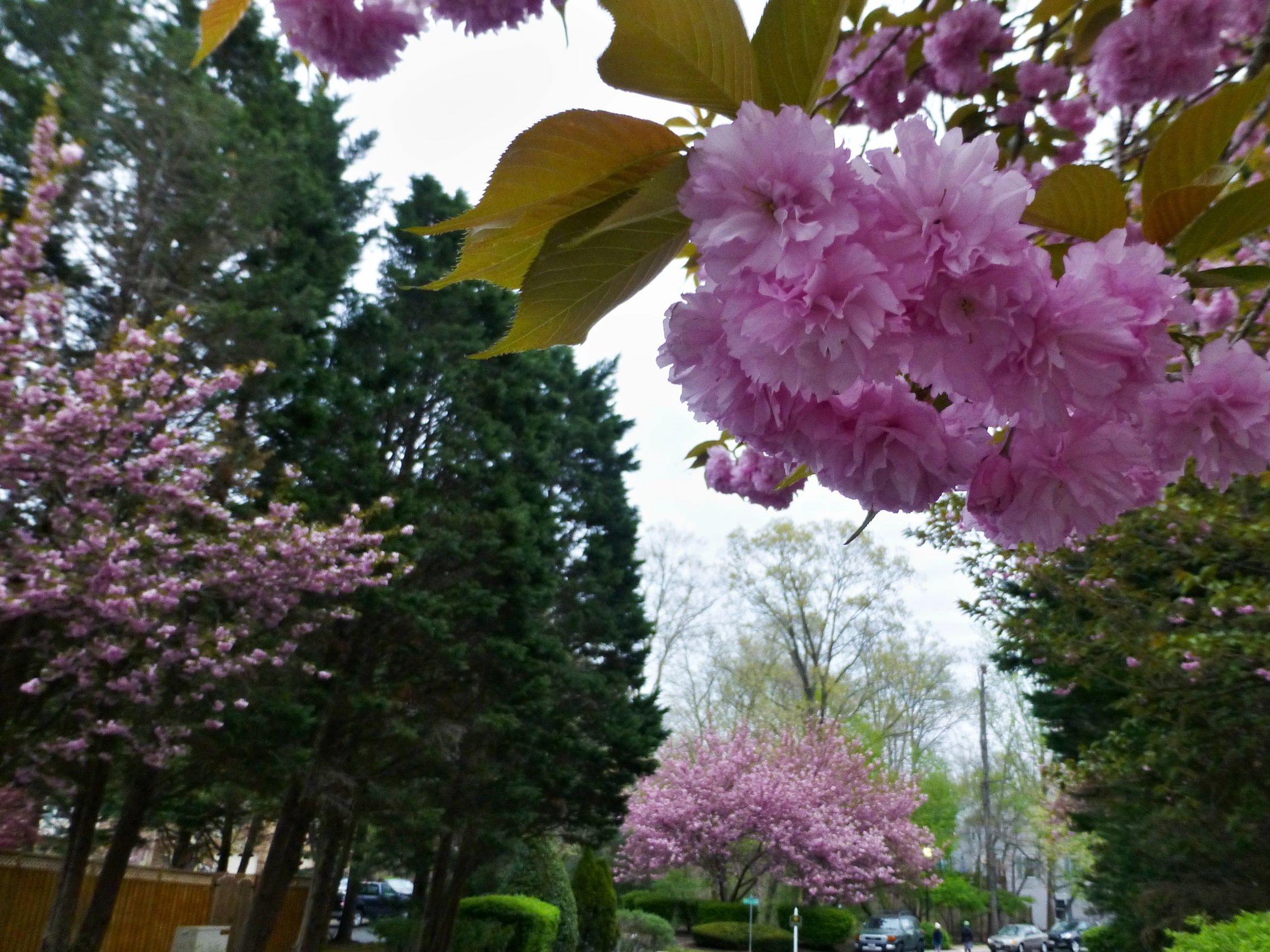 Pine Valley Condominium Association